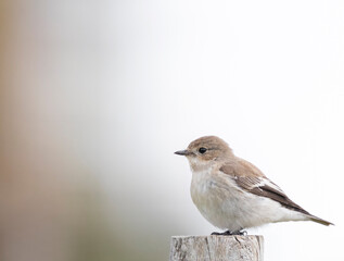sparrow sitting on a branch