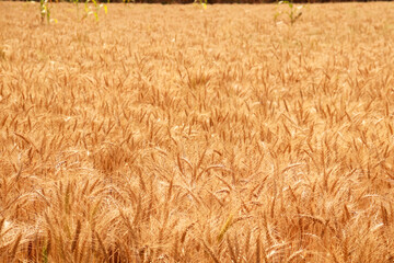 wheat field with grown wheat crops