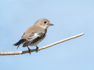 Obraz premium robin on a branch