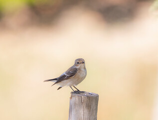 robin on a fence