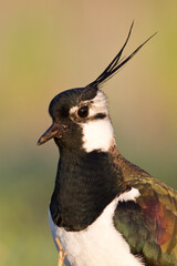 Bird Lapwing Vanellus vanellus on green background spring time close up