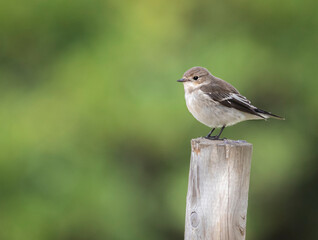 robin on the fence