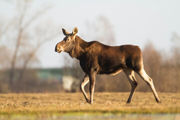 Mammals Elk moose ( Alces alces ) North part of Poland, Europe