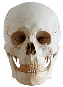 frontal view of a human skull on a white background