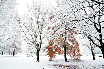 Landscape winter attack in city park, fresh snow on the trees with colourful leafs, Beautiful winter scenery