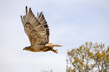 Beautiful hawk flyinig in the nature