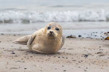 Phoca vitulina - Harbor Seal - on the beach and in the sea on the island of Dune in Germany. Wild foto. © Roman Bjuty