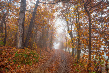 Dirt road in the countryside with trees with autumn colors in the fog