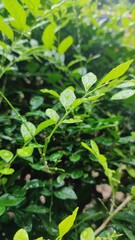 green leaves in the garden