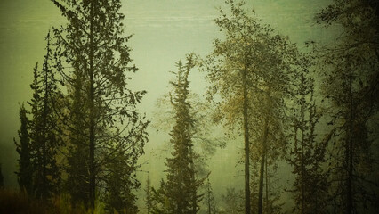 Beautiful view of the forest at dawn hike route travelers wild deserted places coniferous forest sunset nature