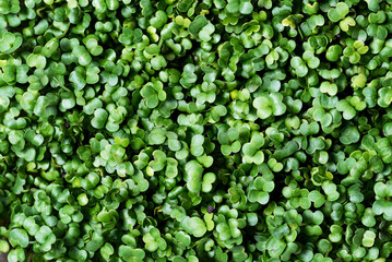 microgreen Foliage Background. Close-up of broccoli 6 days microgreens. Seed Germination at home. Vegan and healthy eating concept. Sprouted basil germinated from high quality organic plant seed. - obrazy, fototapety, plakaty