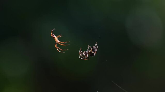 Cross or diadem spiders facing each other and moving their legs. Male trying to mate with a female. European garden spiders (Araneus diadematus) having sex. Mating ritual, special animal behaviour. 4K