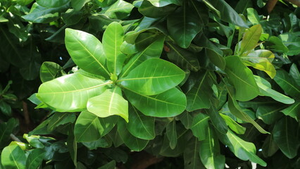 Fresh green leaves exposed to the sun in the morning