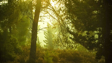 Beautiful view of the forest at dawn hike route travelers wild deserted places coniferous forest sunset nature