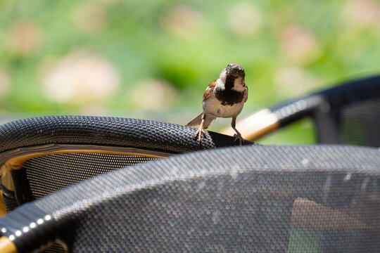 A Male House Sparrow