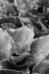 Obraz premium Leafy plants growing in the fields in a black and white monochrome.