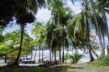 palmeras