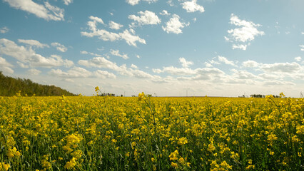 Fototapeta premium Rapeseed field with bright yellow flowers on a sunny day