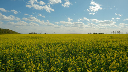 Rapeseed field with bright yellow flowers on a sunny day