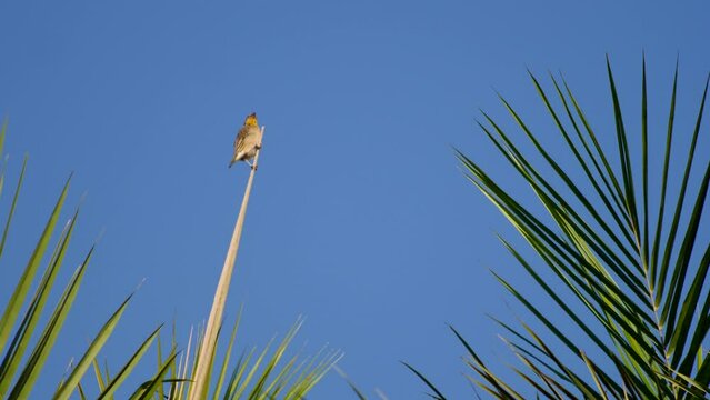 Female weaver�(Ploceus sp) perched on vertical leaf checking around, Palmarin, Senegal, staying still on tripod.
