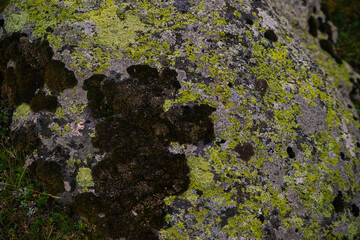 The texture of a stone overgrown with moss. A stone in the forest or in the park. Abstract spots. Humid climate.