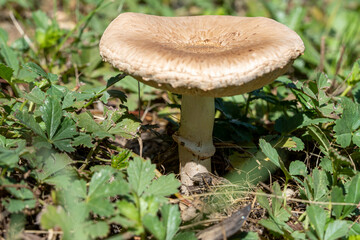 Champignon des prés