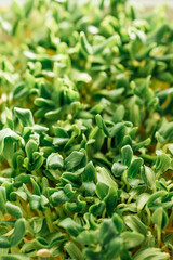 microgreen Foliage Background. Cucumber leaf sprout vegetables germinated from high quality organic plant seed on linen mat. microgreens growing indoor. selective focus. copyspace.