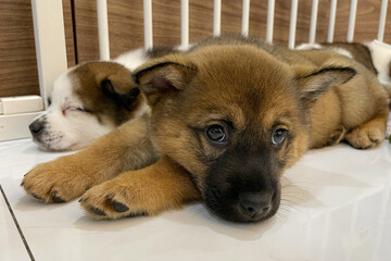 Puppy locked in the cage. Sad puppy in shelter behind fence waiting to be rescued and adopted to new home. Shelter for animals concept