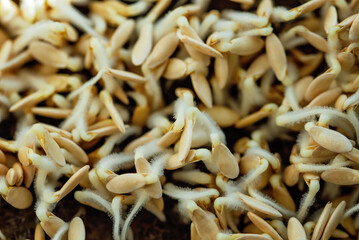 microgreen Foliage Background. Cucumber leaf sprout vegetables germinated from high quality organic plant seed on linen mat. microgreens growing indoor. selective focus. copyspace.
