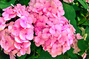 Hydrangea macrophylla, bigleaf hydrangea, French hydrangea, hortensia in garden bush blossom pink blooming flowers as noisy floral botanical spring summer elegant backdrop background walllpaper