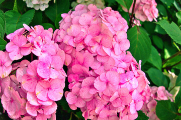 Hydrangea macrophylla, bigleaf hydrangea, French hydrangea, hortensia in garden bush blossom pink blooming flowers as noisy floral botanical spring summer elegant backdrop background walllpaper