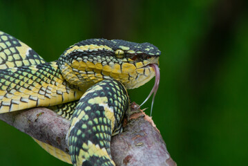 Female wagler's temple pit viper Tropidolaemus wagleri crawling on a branch 