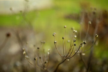 Dried flowers in a garden at late autumn day. Sunny morning in fall season.
