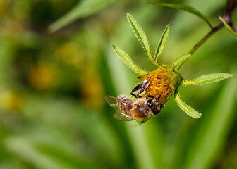 Wild Apis mellifera - The western honey bee collecting nectar and pollinating a late summer flower