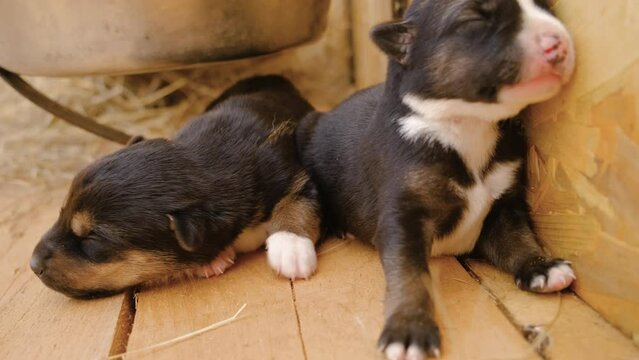 Two blind newborn puppies lying on wooden floor in aviary, crawling and trying to walk. Alaskan husky littermates were just born in sled dog kennel. Slow motion pet concept footage in 4K resolution.