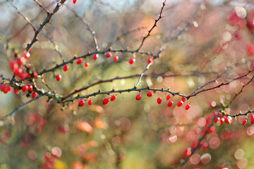 Bright red barberries on a branch on fall day. Berberis darwinii plant. Beautiful autumn vegetation.