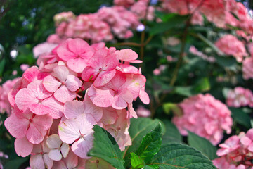 Hydrangea macrophylla, bigleaf hydrangea, French hydrangea, hortensia in garden bush blossom pink...