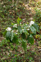 Coffee flowers in its plant forming a beautiful background