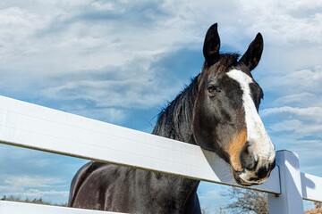 Closeup of a black domestic horse (Equus ferus caballus) behind the fence