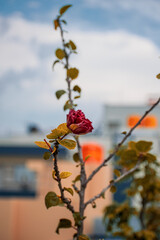 rowan berries on the snow