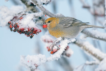 A beautiful Grosbeak (Pinicola enucleator) feeding on Rowan tree berries on a cold winter day