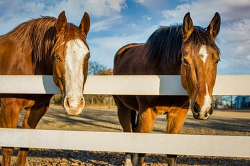 Closeup of brown domestic horses (Equus ferus caballus) behind the fence