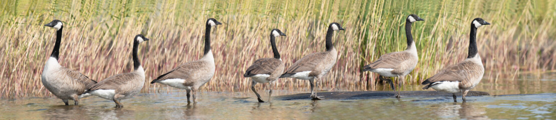 Group of Canada Geese standing in the shallow water in front of the reeds