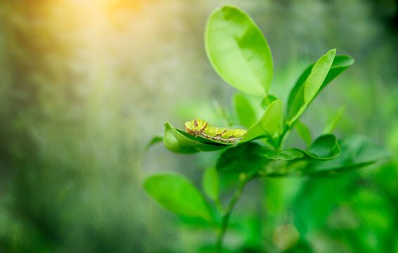 green army worm (Spodoptera frugiperda) on a green leaf and garden