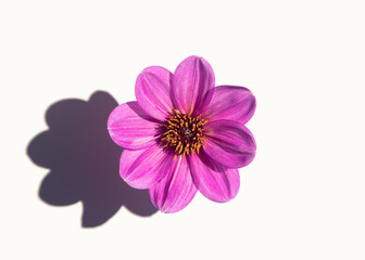A beautiful single dahlia flower on a white background casts hard shadows. Minimalism, simplicity,