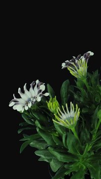 Time lapse of growing and opening white and purple Rain Daisy flowers (Dimorphotheca pluvialis) with ALPHA transparency channel isolated on black background, vertical orientation
