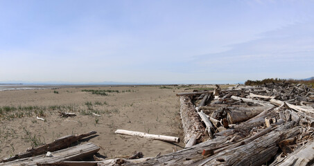 Fototapeta na wymiar Driftwood deposited on the beach in British Columbia Canada