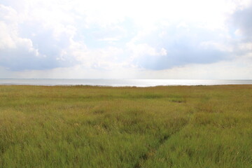 Obraz premium Salt marshes at the wadden sea side | East Frisian Island Juist