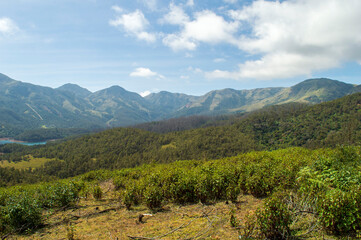 Naklejka premium Towering mountains, sprawling tea gardens, rivers, nature's gift of greenery everywhere is the way one can explain the beauty of Ooty.