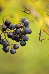 Berry bunch of grapes on a green background